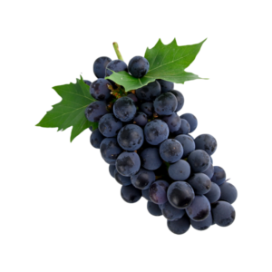 انگور سیاه
